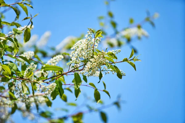 En primavera. Flor de flores. rama de flor — Foto de Stock