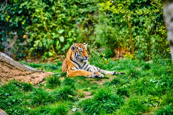 Sibirya kaplanı. Panthera tigris altaica. güzel kaplan — Stok fotoğraf