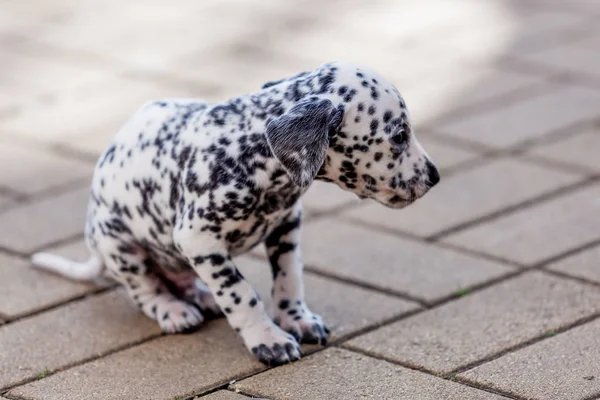 Dalmaçya köpek yavrusu. Güzel Dalmaçya köpeği — Stok fotoğraf