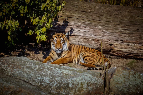 Lindo tigre. Tigre en hermoso sol de noche — Foto de Stock