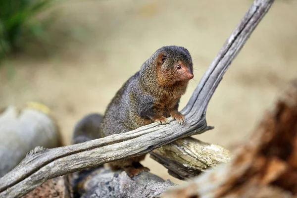 Dwerg mangoest. Pygmy mangoeste — Stockfoto