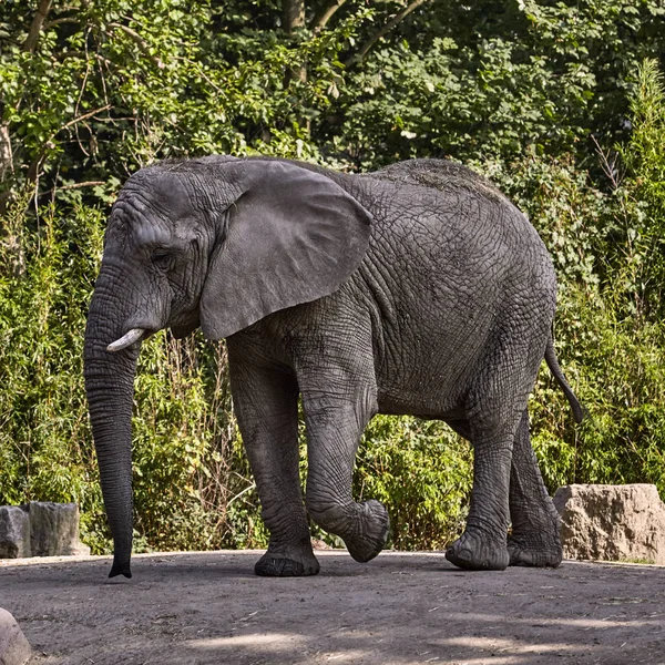 Elefante en un zoológico —  Fotos de Stock