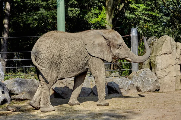 Elefant i ett zoo — Stockfoto