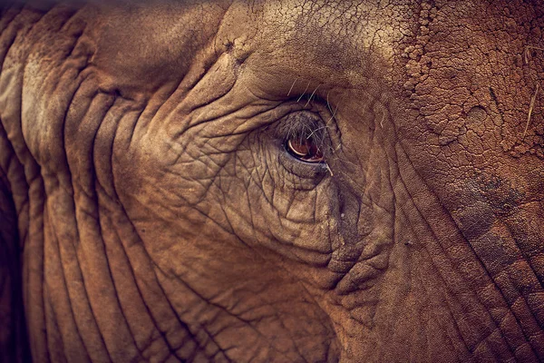 Auge eines Elefanten. Afrikanischer Elefant — Stockfoto