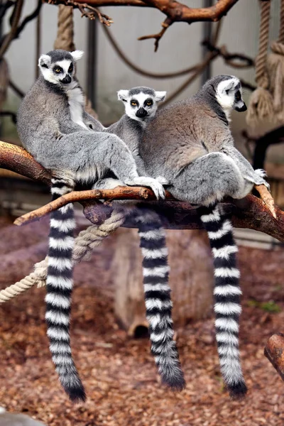 Familia Anillo de cola Lemur —  Fotos de Stock