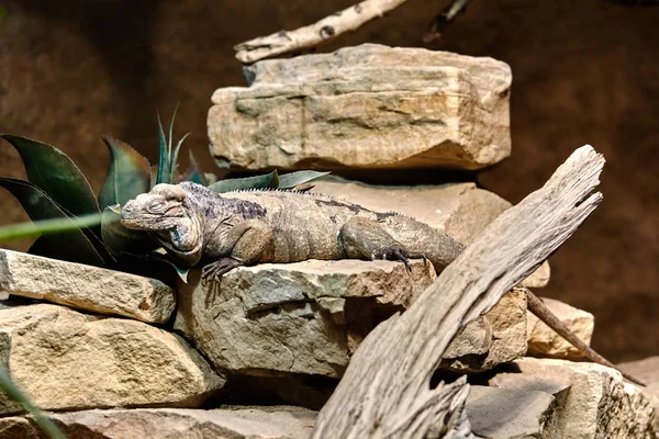 Draghi Golia. Rhinoceros iguana. Iguana rettili lucertola — Foto Stock