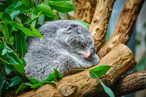 Koala niedźwiedź w zoo — Zdjęcie stockowe