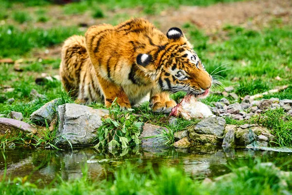 Weinig tiger cub eet vlees. Tijger eten — Stockfoto