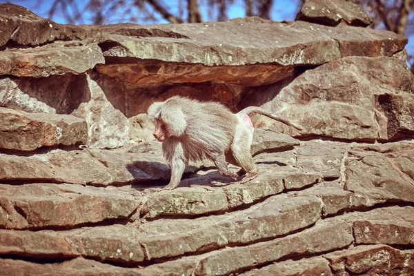 Hamadryas  sitting on a stone. Hamadryas baboon. Papio hamadryas — Stock Photo, Image