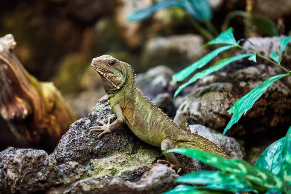 Retrato de una iguana verde. Lagarto —  Fotos de Stock