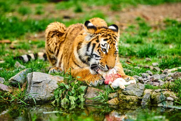 Tigre comiendo. Tigre siberiano —  Fotos de Stock