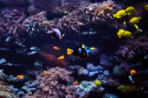 Peixes tropicais em um recife de coral — Fotografia de Stock