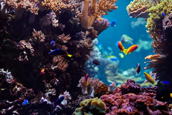 Underwater background. Underwater scene. Underwater world. Under — Stock Photo, Image