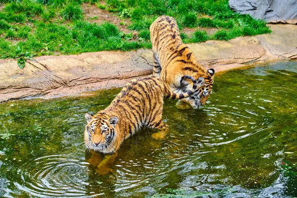 Dois jovens tigres. Filhote de tigre — Fotografia de Stock