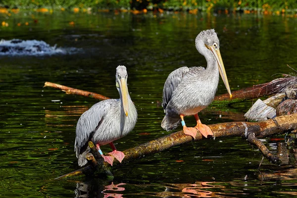 Hvit Pelikan, Pelecanus onocrotalus. Et par hvite pelikaner – stockfoto