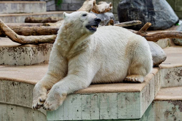Белый белый медведь в зоопарке — стоковое фото