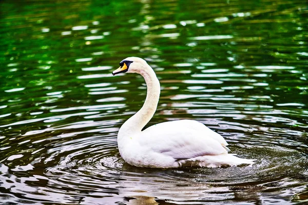 Bílá labuť v jezeře — Stock fotografie