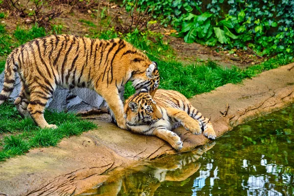 Два взрослых тигра в игре. молодой тигр — стоковое фото