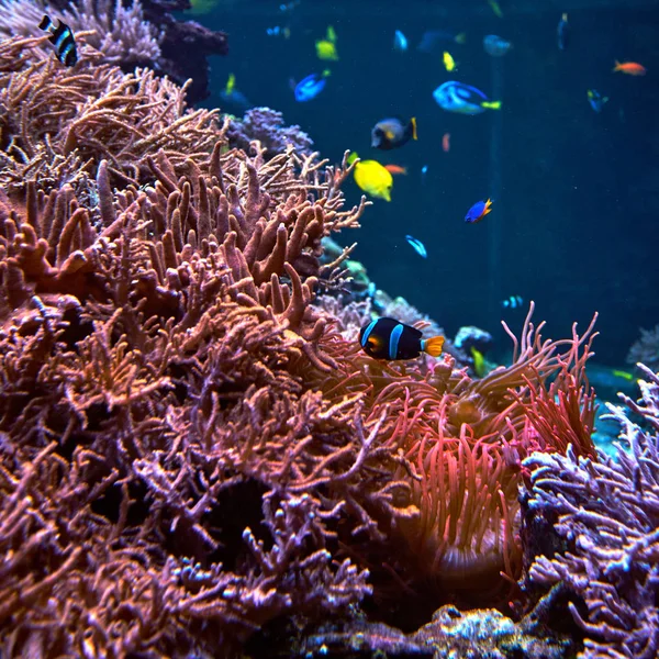 Znakomity i piękny podwodny świat z koralowców i ryb Zdjęcie Stockowe