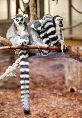 Aile halka kuyruklu Maki