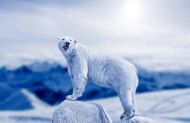 beyaz ayı. vahşilik kutup ayısı