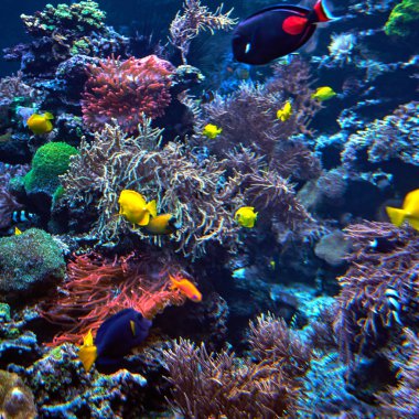 bir mercan kayalığı tropikal balık