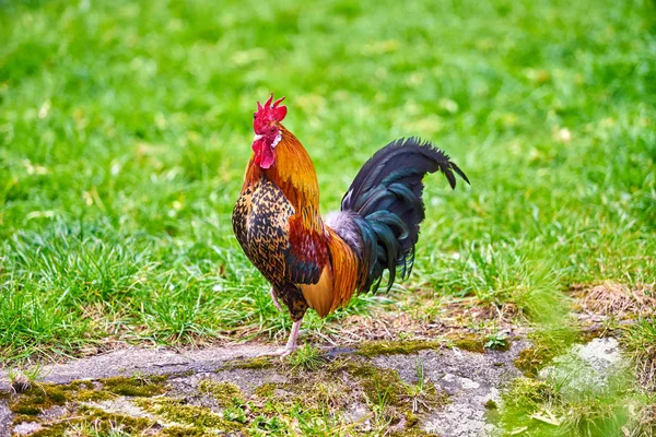 Beautiful cock. colorful rooster — Stock Photo, Image