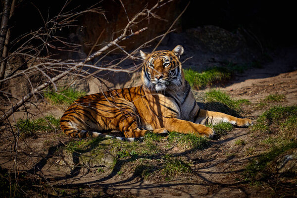 Cute tiger. Tiger in beautiful evening sun