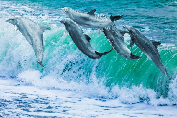 海豚在海中。美丽的海豚跳跃过打破洼 — 图库照片