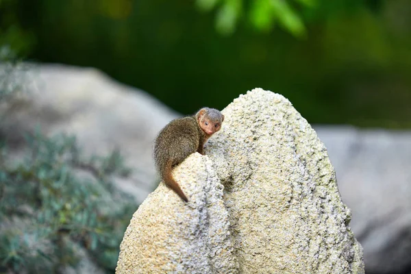 Trpaslík Mongoose. Trpasličích Mongoose — Stock fotografie