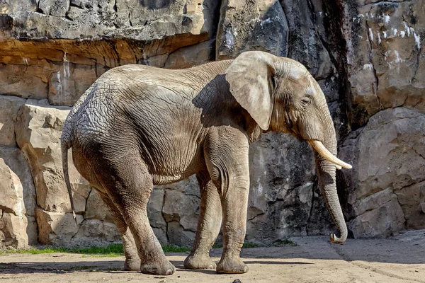 Elefante en un zoológico — Foto de Stock