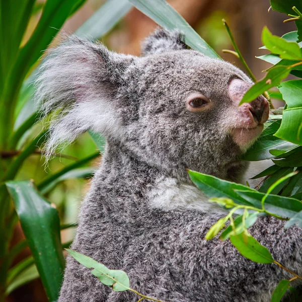 Koala niedźwiedź w zoo — Zdjęcie stockowe