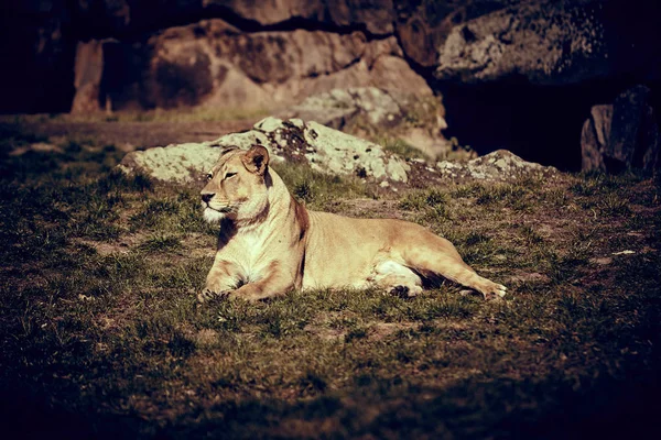 Aslan çimenlerde yatıyor. — Stok fotoğraf