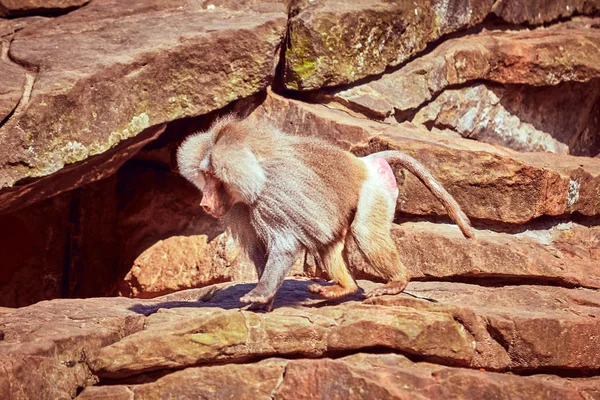 Hamadryas sentado en una piedra. Hamadryas babuino. Papio hamadryas — Foto de Stock