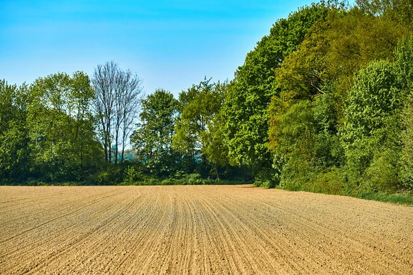 Gebied van de landbouw. Veld, natuur. Rurale landbouw — Stockfoto