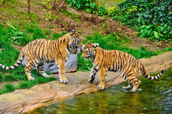 Dois jovens tigres. Filhote de tigre — Fotografia de Stock