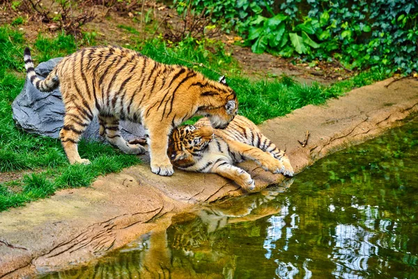Dois tigres adultos em jogo. jovem tigre — Fotografia de Stock
