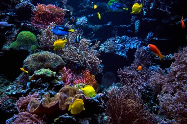 bir mercan kayalığı tropikal balık