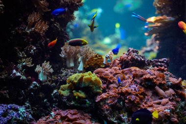 Sualtı arka plan. Sualtı sahne. Sualtı dünyasını. Altında