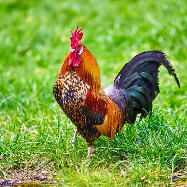 Beautiful cock. colorful rooster — Stock Photo, Image