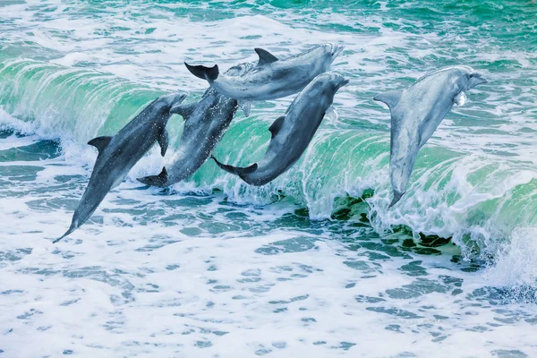 Delfines en el mar. hermosos delfines saltando por encima de romper wa —  Fotos de Stock