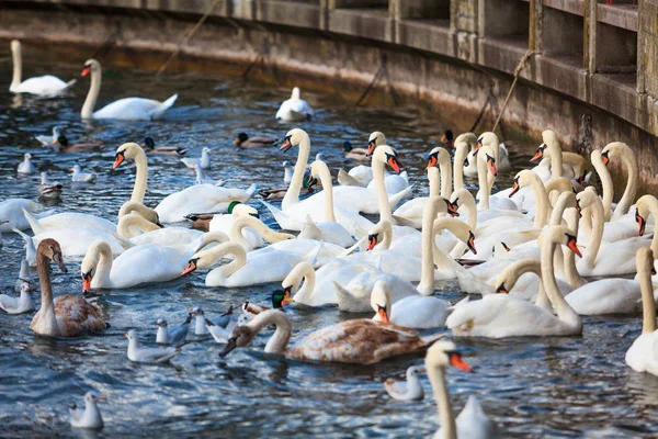 Witte zwanen. zwanen op een meer. Groep van zwanen — Stockfoto