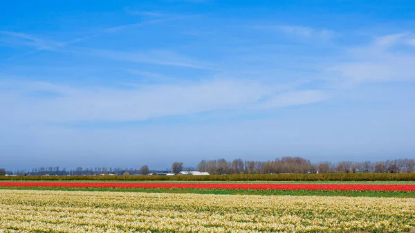 Paesaggio con tulipani. Bellissimo paesaggio di tulipano colorato flo — Foto Stock