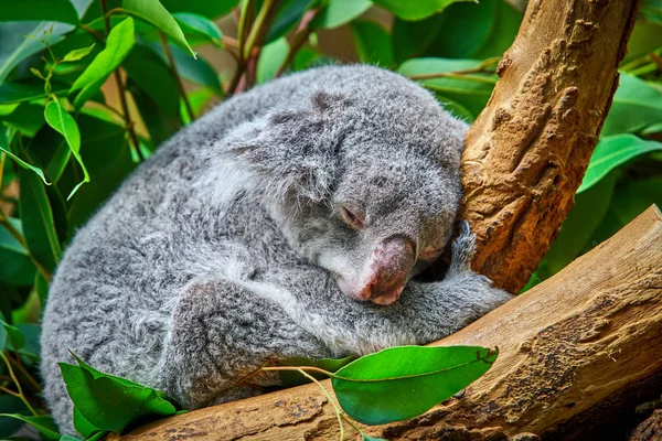 Oso koala en el zoológico — Foto de Stock