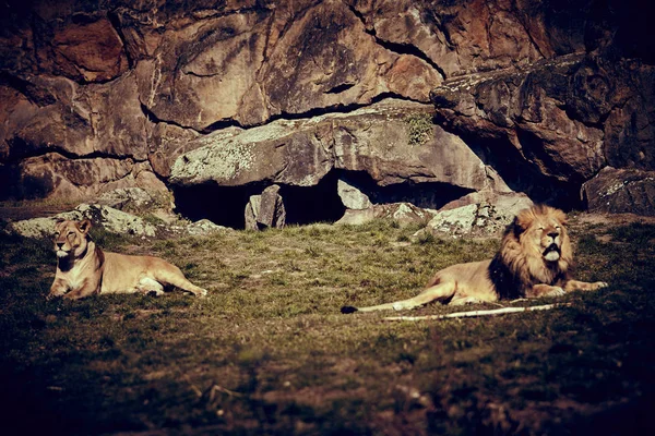 풀 위에 누워 있는 사자 — 스톡 사진