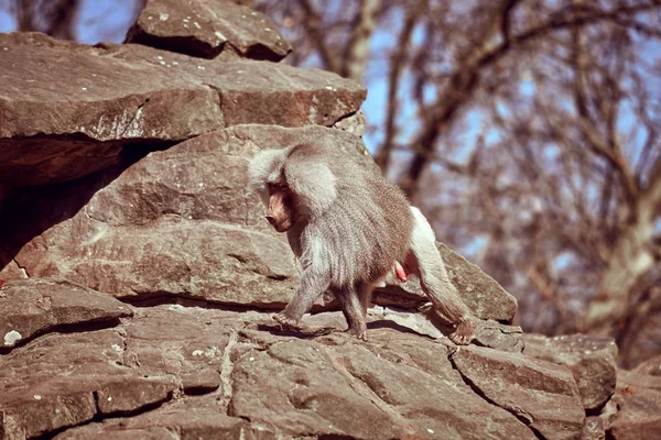 Hamadryas  sitting on a stone. Hamadryas baboon. Papio hamadryas — Stock Photo, Image