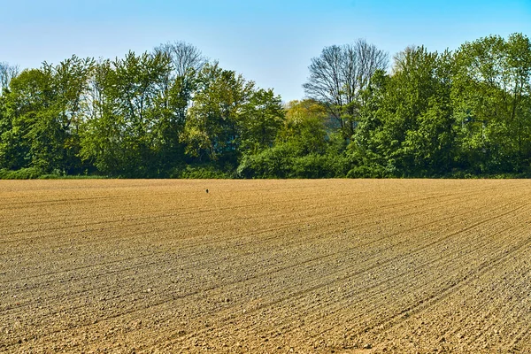 Gebied van de landbouw. Veld, natuur. Rurale landbouw — Stockfoto