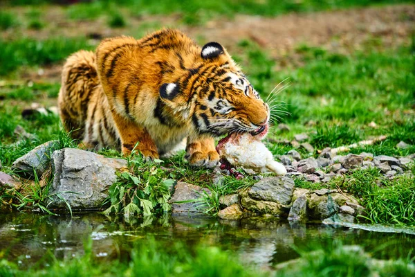 Tigeressen. Sibirischer Tiger — Stockfoto