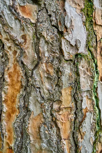 Struttura della corteccia dell'albero. consistenza del legno — Foto Stock