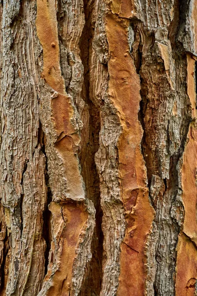 Struttura della corteccia dell'albero. consistenza del legno — Foto Stock